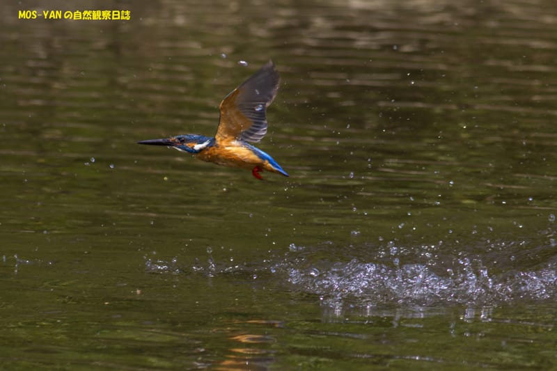 Canon EF400mm F5.6L USM - MOS-YANの自然観察日誌 Canon EF400mm F5.6L USM - MOS-YANの自然観察日誌