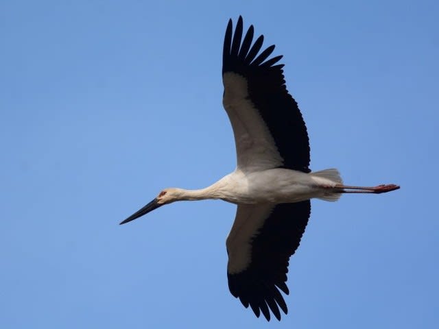 新潟市に飛来したコウノトリ 個体番号j0127 その後3 新潟の野鳥 フィールドノート