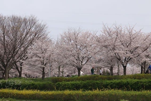 桜満開です 山田池公園 お花大好き 野鳥大好き