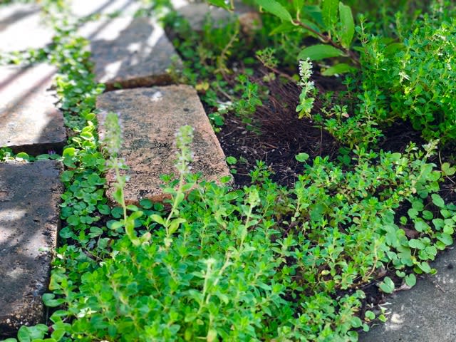 暑さ寒さに強い常緑グラントカバー 18 8月 雑木と宿根草とクレマチスの小さな庭づくり