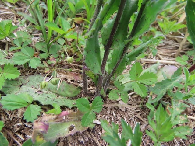 高ボッチ高原・鉢伏山で最近咲いている花　ヤマハタザオ（山旗竿）