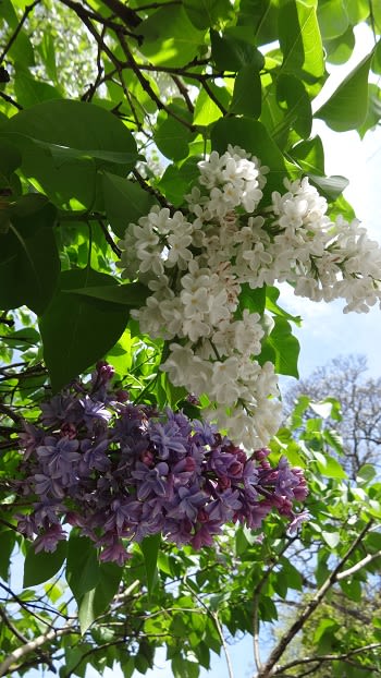 イギリスの春の花 色ちがい イギリス ストックポート日報 England Daily Stockport