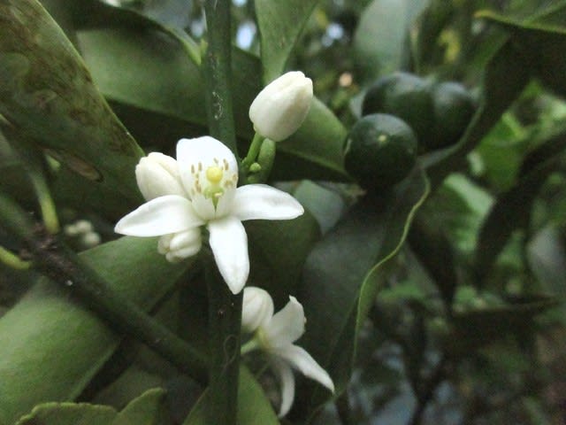 キンカン 金柑 の 花 と 実 が同時に 永和の 花ある記 歩