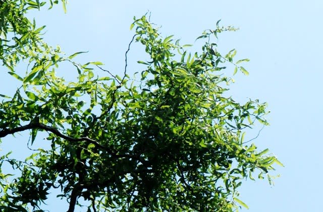 樹木ウォッチング冬から夏へ４０８ウンリュウヤナギ 井伊影男の植物観察