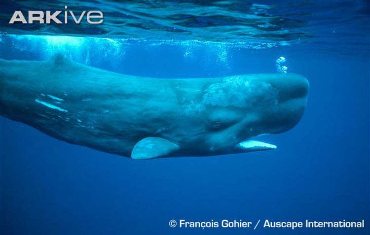 地球上最大の肉食獣マッコウクジラ 海人の深深たる海底に向いてー深海の不思議ー