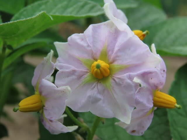 ジャガイモの花　ダンシャク