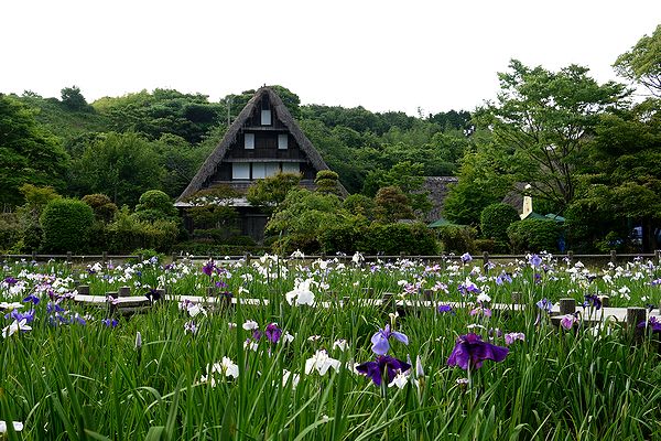 宮地嶽神社 菖蒲まつり その２ ゆめ吉とお花と私