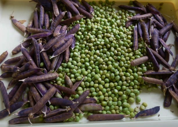 おばさんの料理教室ｎｏ １５６５ ツタンカーメンの豆の栽培記録とレシピ おばさんの料理教室