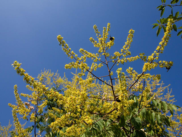 家の前の黄色い花の木 Bessa Lの写真手帳