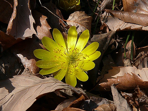 福寿草にも種類が 花恋人