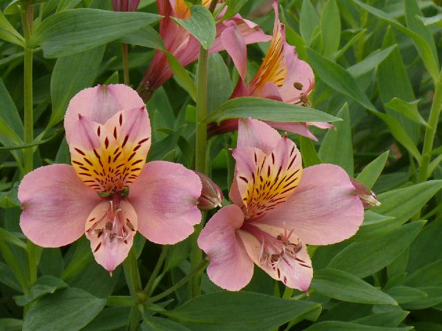 のアルストロメリア ユリズイセン ２０１１年６月１８日 水 Peaの植物図鑑