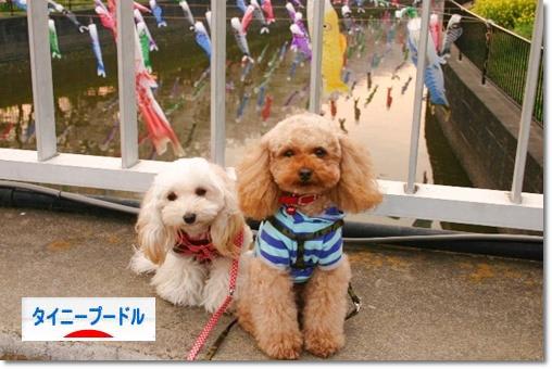 にほんブログ村 犬ブログ タイニープードルへ