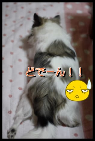 デカチワワ Happy dogs ちわわず トイプー デカチワワ Happy dogs ちわわず トイプー