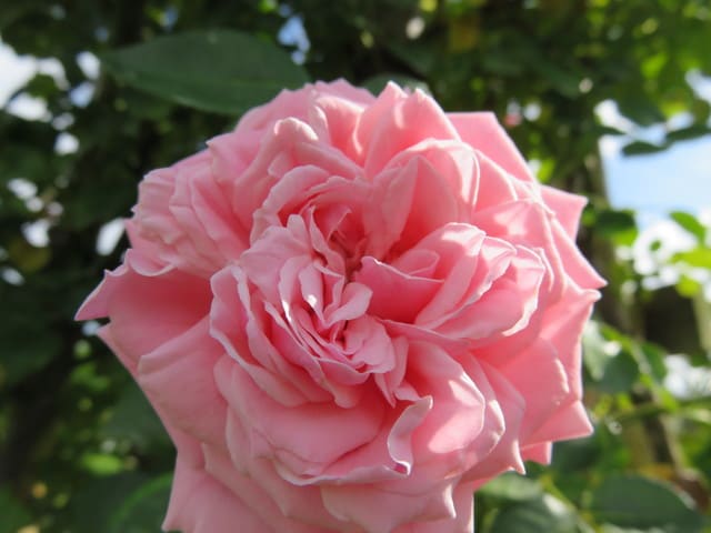 レトロという名のピンクのつるバラ バラに恋 2