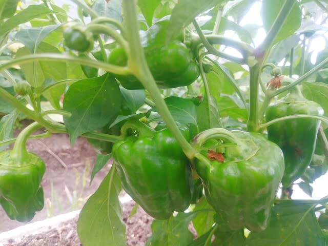 セロリを植え付けました トマさんの畑 セロリを植え付けました トマさんの畑