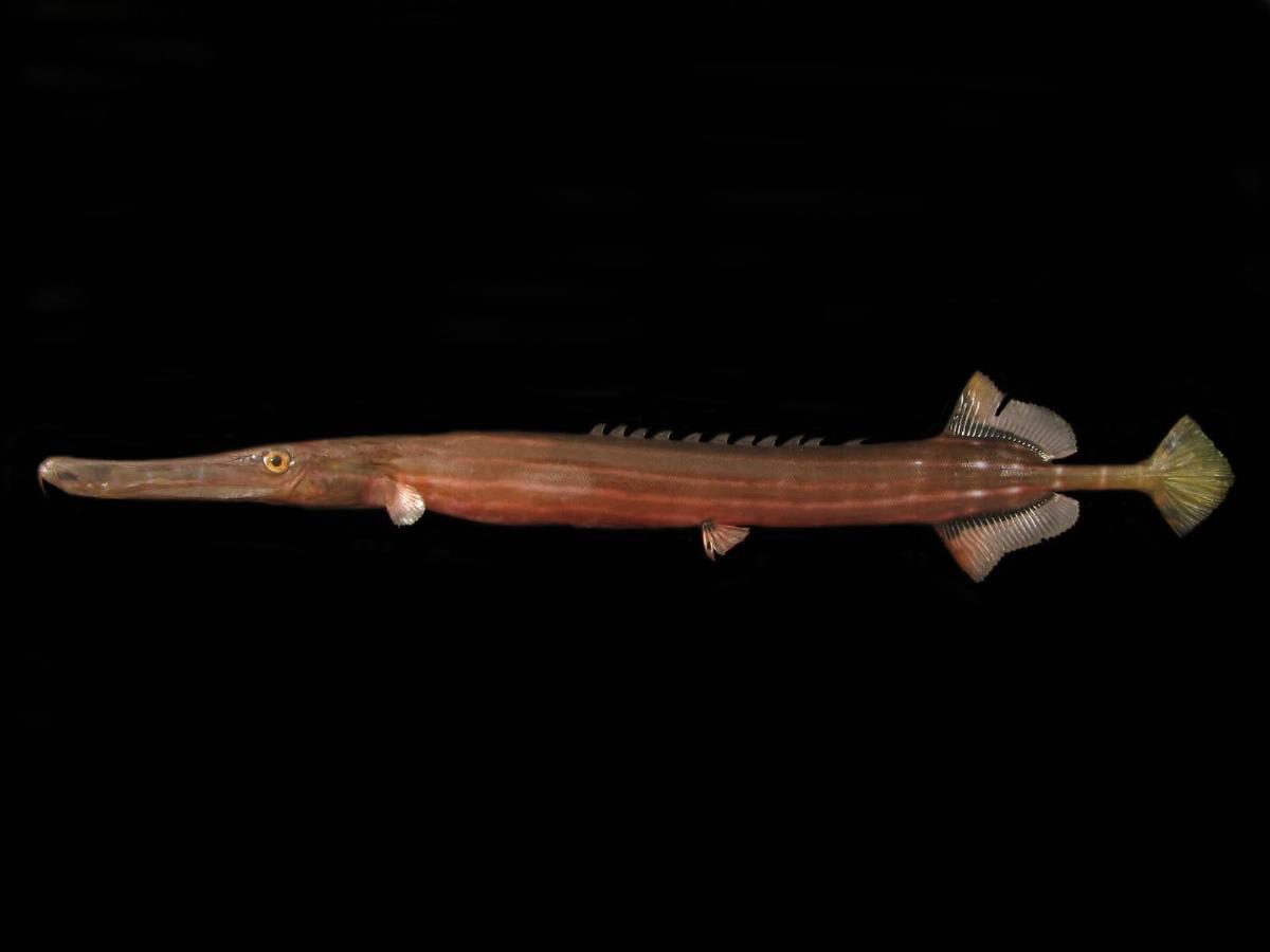 ヘラヤガラ お魚三昧生活 ヘラヤガラ お魚三昧生活