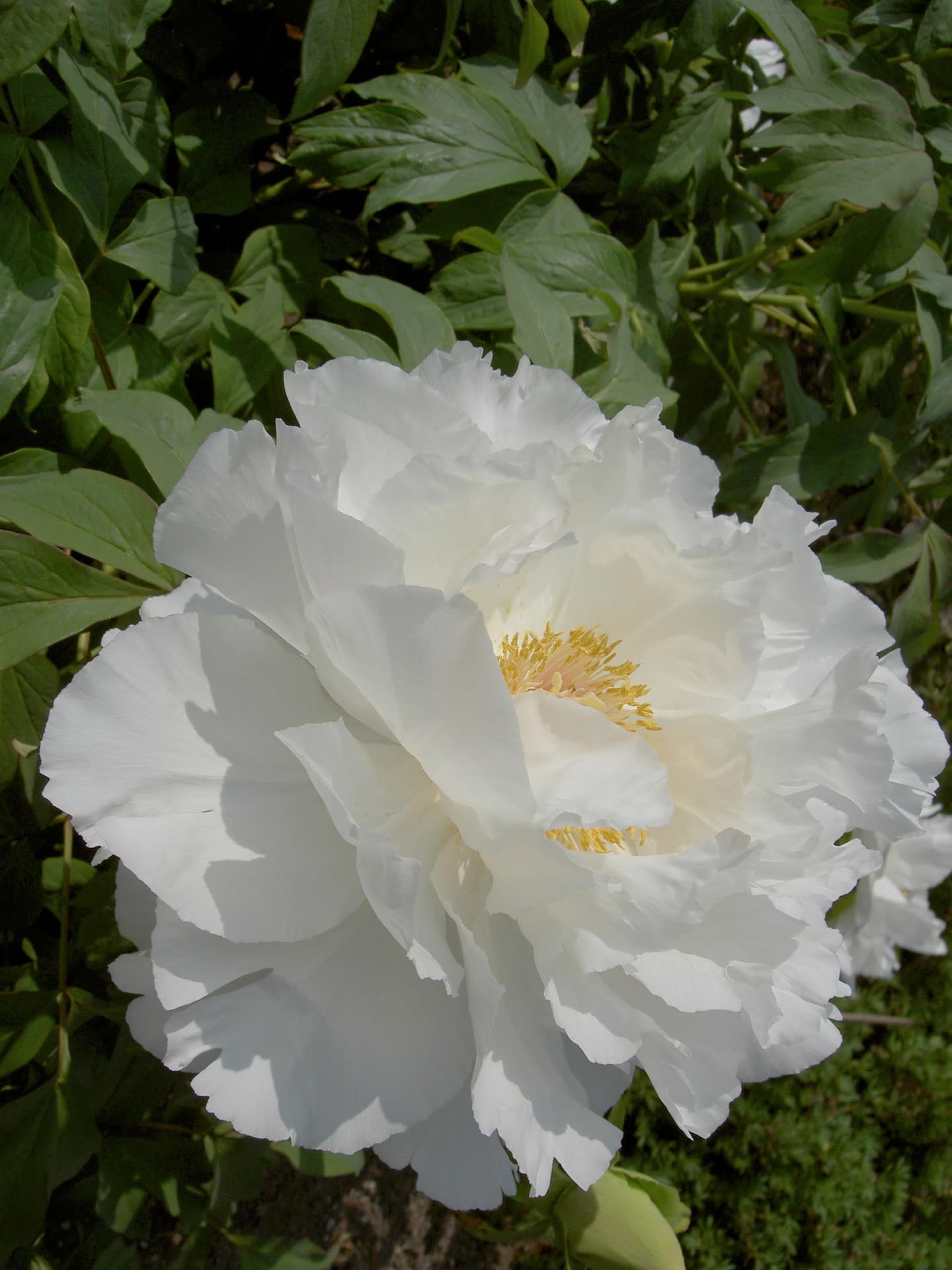 白い牡丹の花が咲く頃 オショロコマの森ブログ5