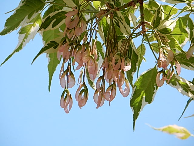 ネグンドカエデ フラミンゴ 恋する花たち