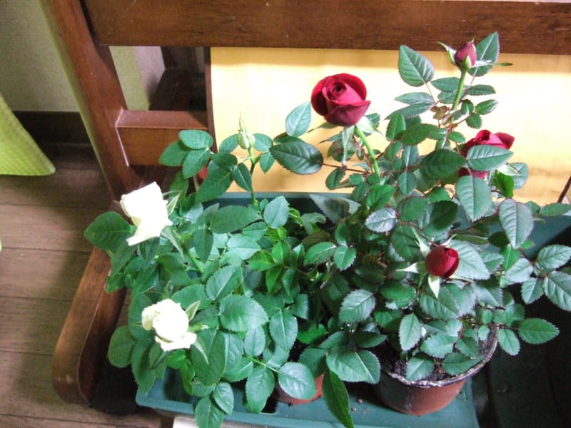 Dscf3345 Dscf3345