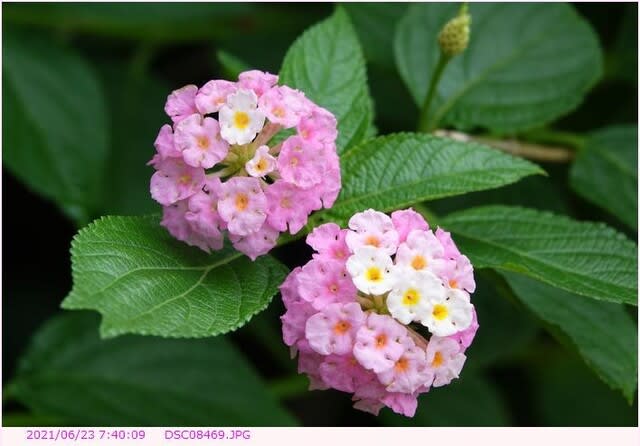 ランタナ 七変化 散歩写真 ランタナ 七変化 散歩写真