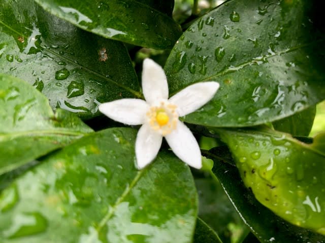シークワーサーの白い花 沖縄の四季の花
