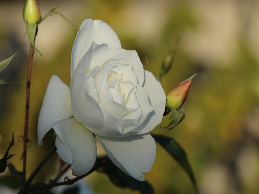 白いバラ Atakaの趣味悠久