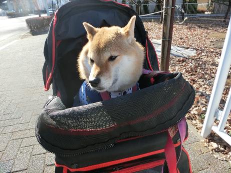 笑わない犬 だから やっぱり チョビタンだ っ