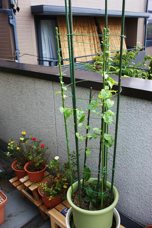 雲南百薬はいまの画像