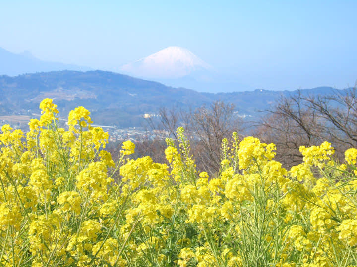 画像を等倍で表示します 画像