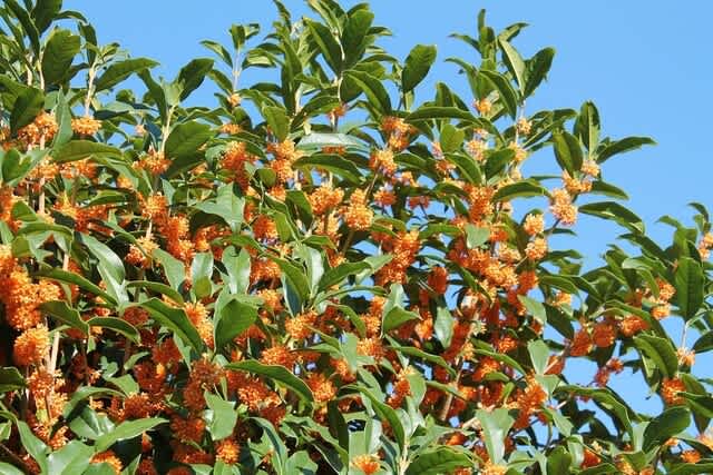 金木犀 田舎紳士 金木犀 田舎紳士