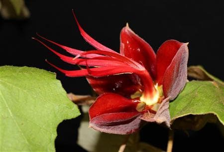 真っ赤な 悪魔の手 が開花 国内2例目 しまね花の郷 デビルズ ハンドツリー Peaの植物図鑑