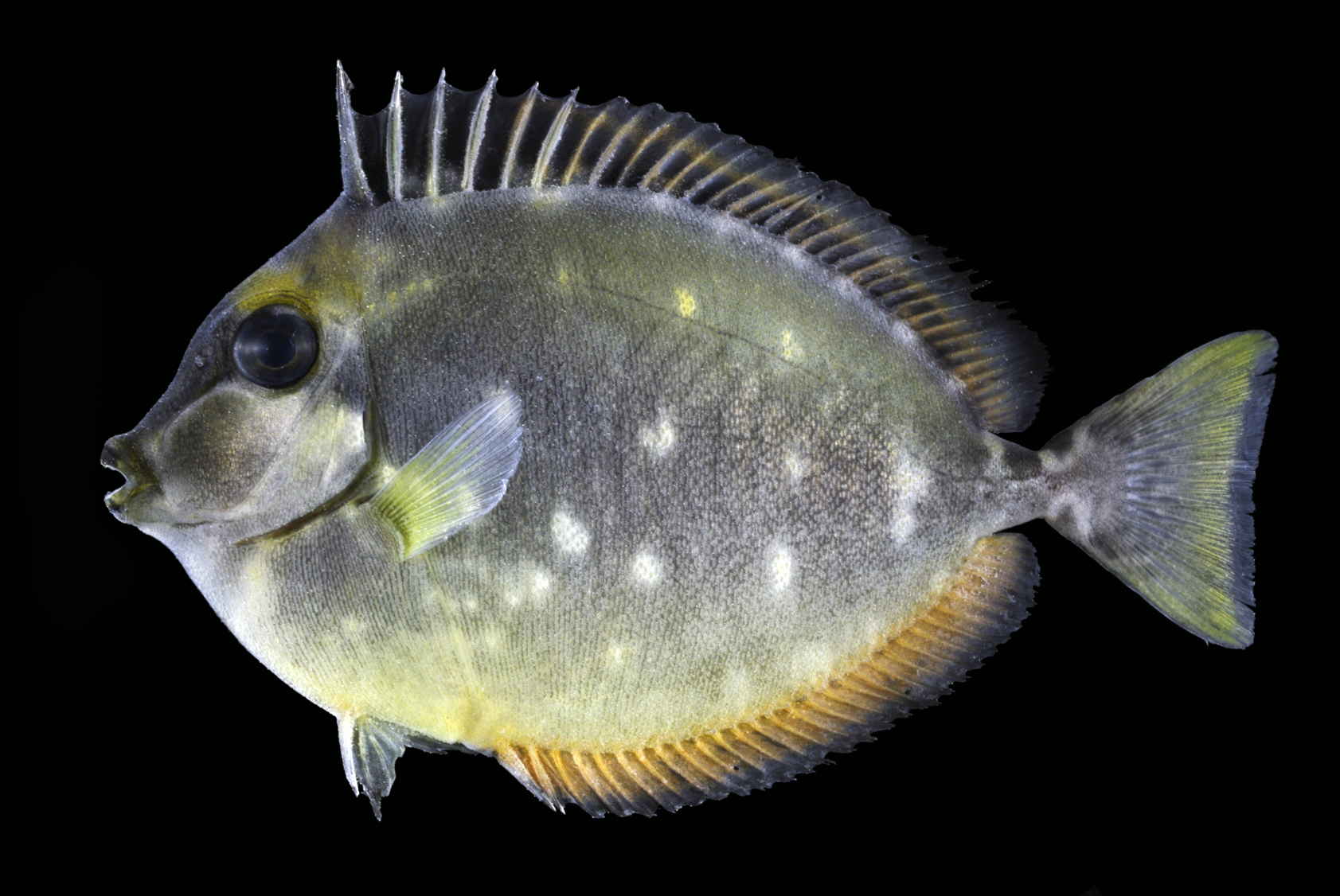 素潜り採集初確保 ミヤコテングハギ幼魚 お魚三昧生活