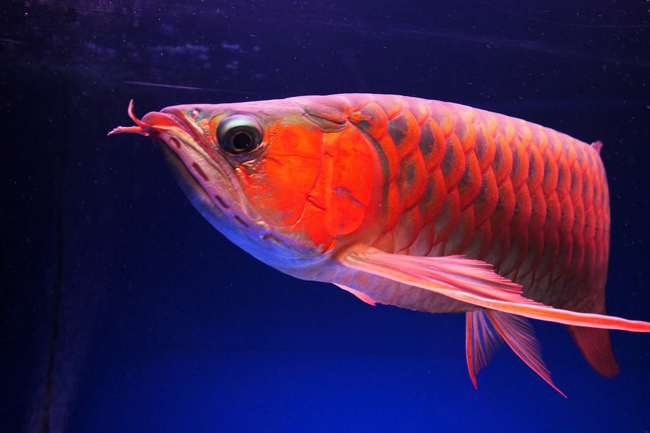 新室内水槽 のブログ記事一覧 大型魚飼育 In 神秘の国インドネシア