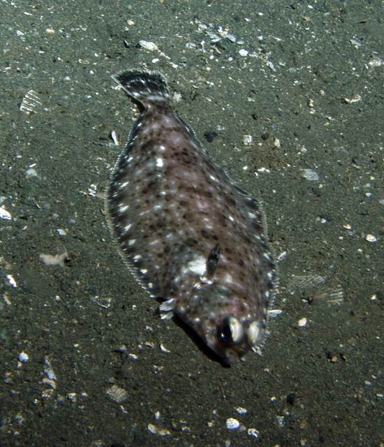 ある種の魚は低酸素の死の海でも生き延びる Memories On The Sea 海の記録