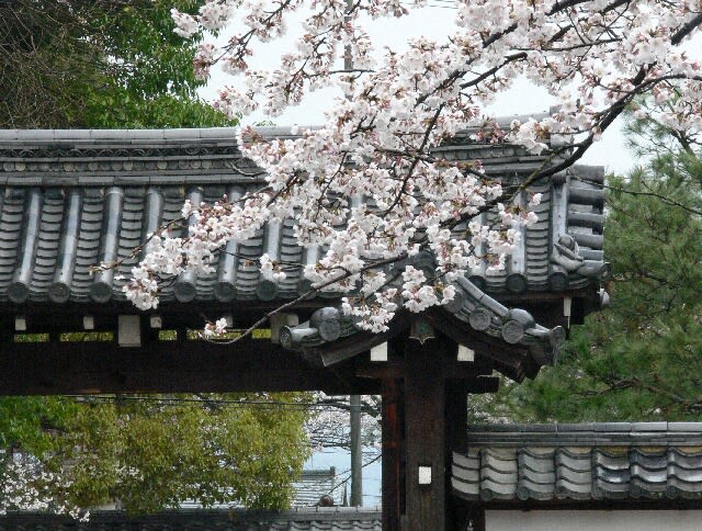 仁和寺：桜が背景の瓦で映える