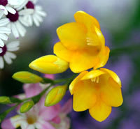 2月生まれの誕生花はフリージア Freesia フラワー綺麗で大好き 誕生日はボーイフレンドからプレゼント欲しい