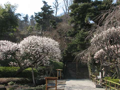 鎌倉長谷寺の早春の花々 Grandma のデジカメ写真日記