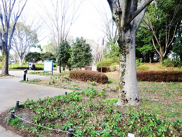 昭和記念公園の2月 Vol 2 クリスマスローズ とんだり はねたり