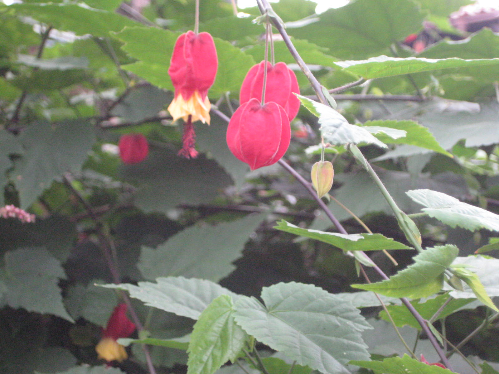 チロリアンランプ ウキツリボク 浮釣木 花熟里 けじゅくり の静かな日々 チロリアンランプ ウキツリボク 浮釣木 花熟里 けじゅくり の静かな日々