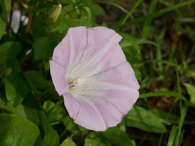 初夏の花咲く花散歩 庭先の四季 初夏の花咲く花散歩 庭先の四季