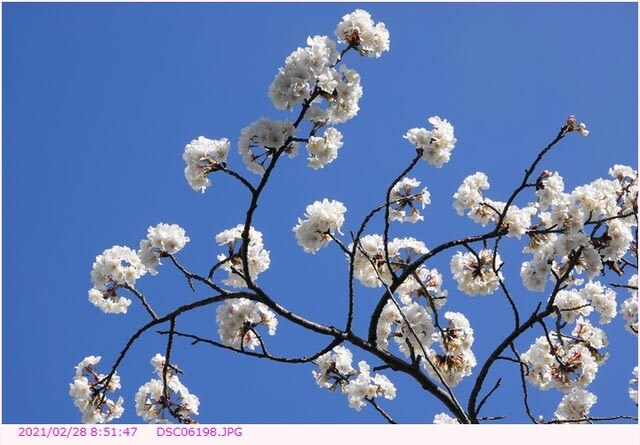 早咲きの桜 白い花 都内散歩 散歩と写真