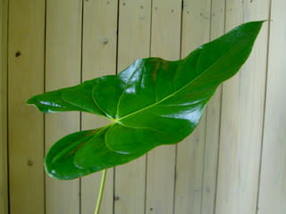 アンスの葉 花のある生活 アンスの葉 花のある生活