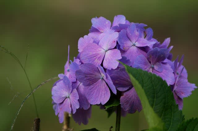 ドイツ村の紫陽花 ゆうゆうの気ままにデジカメ