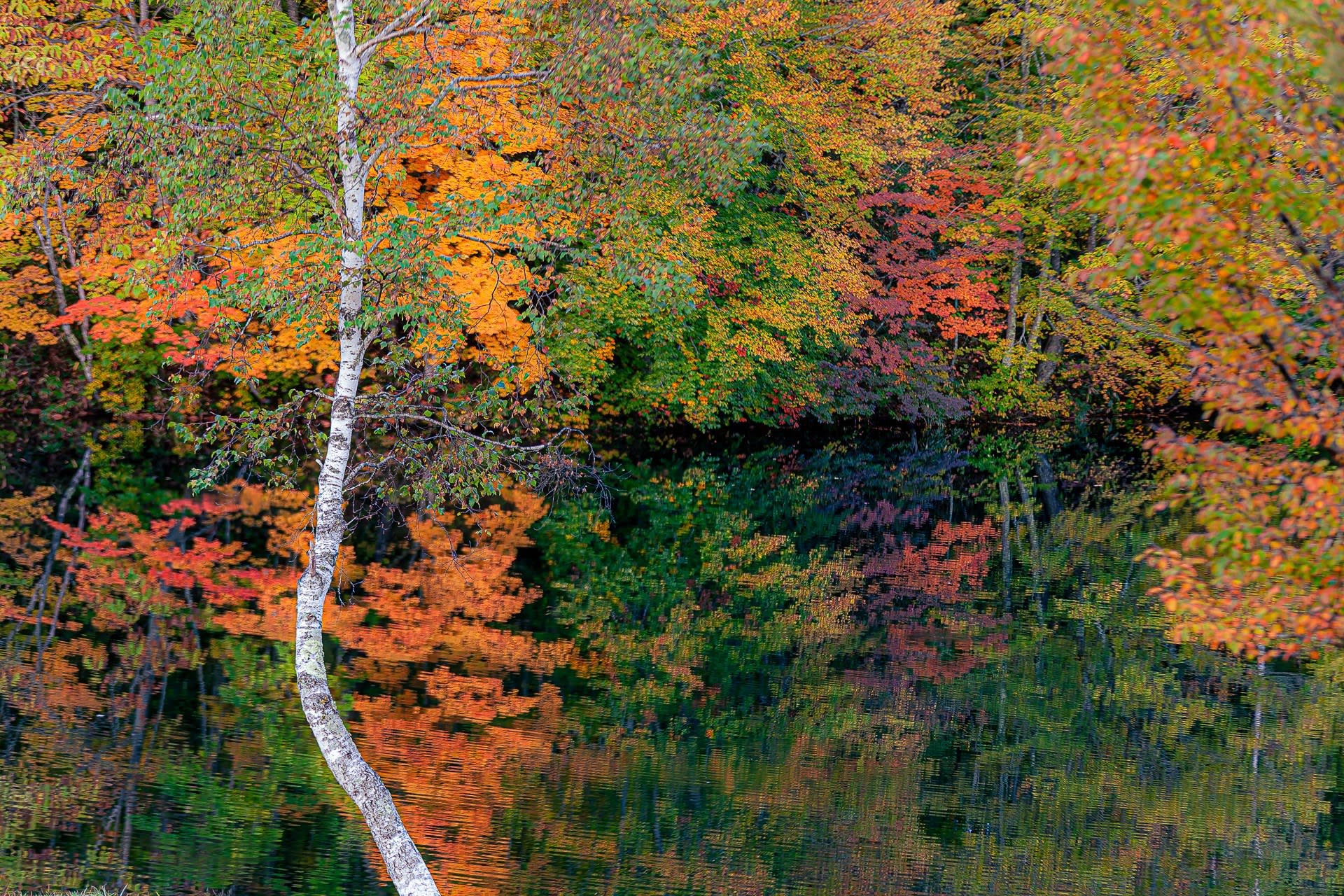 鏡池の紅葉の写真