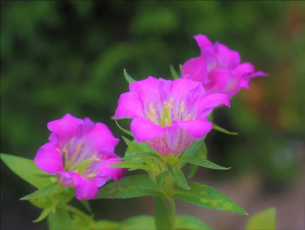 開花中の山野草・・・ ヘッカリンドウとアマキリンドウの桃色花です。 - 山の花は友達