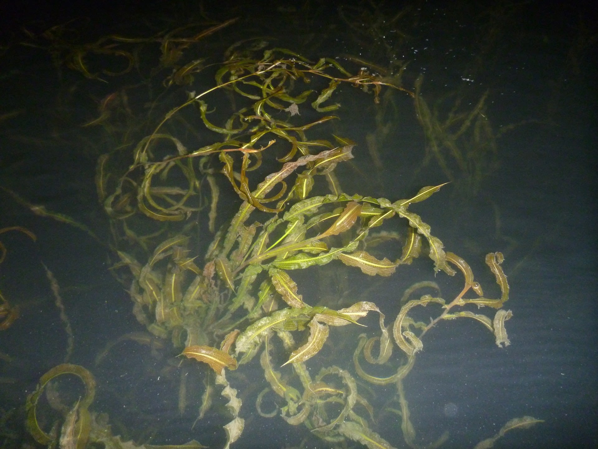 エビ藻の確認 琵琶湖トップウォーターバス釣り日記 エビ藻の確認 琵琶湖トップウォーターバス釣り日記