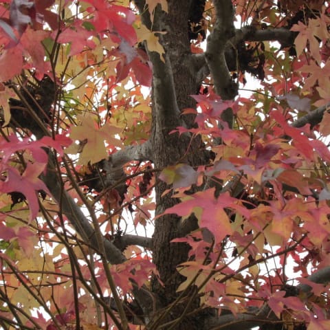 紅葉の木 イロハモミジ イタヤカエデ ベニカエデ ヌルデ ハゼノキ マユミ お花が好き ぼおっと眺める草木との時間を記録して