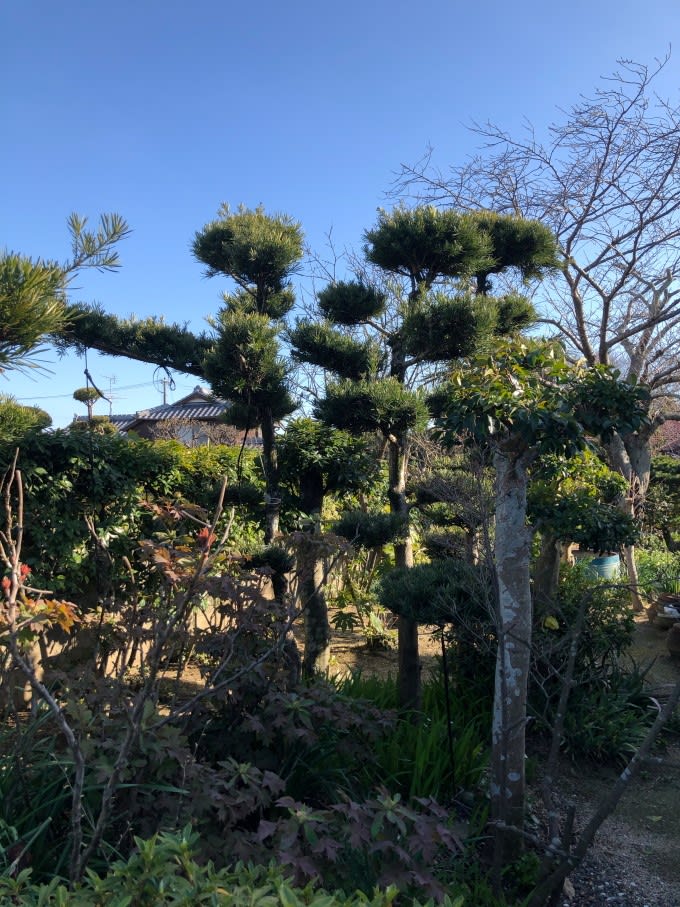 槙と生垣の剪定 花鳥風月 気ままな写真日記