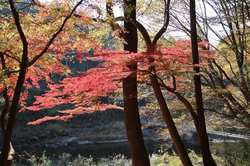 埼玉 嵐山渓谷の紅葉 ハイブリッドな生活 旧ルノーな生活