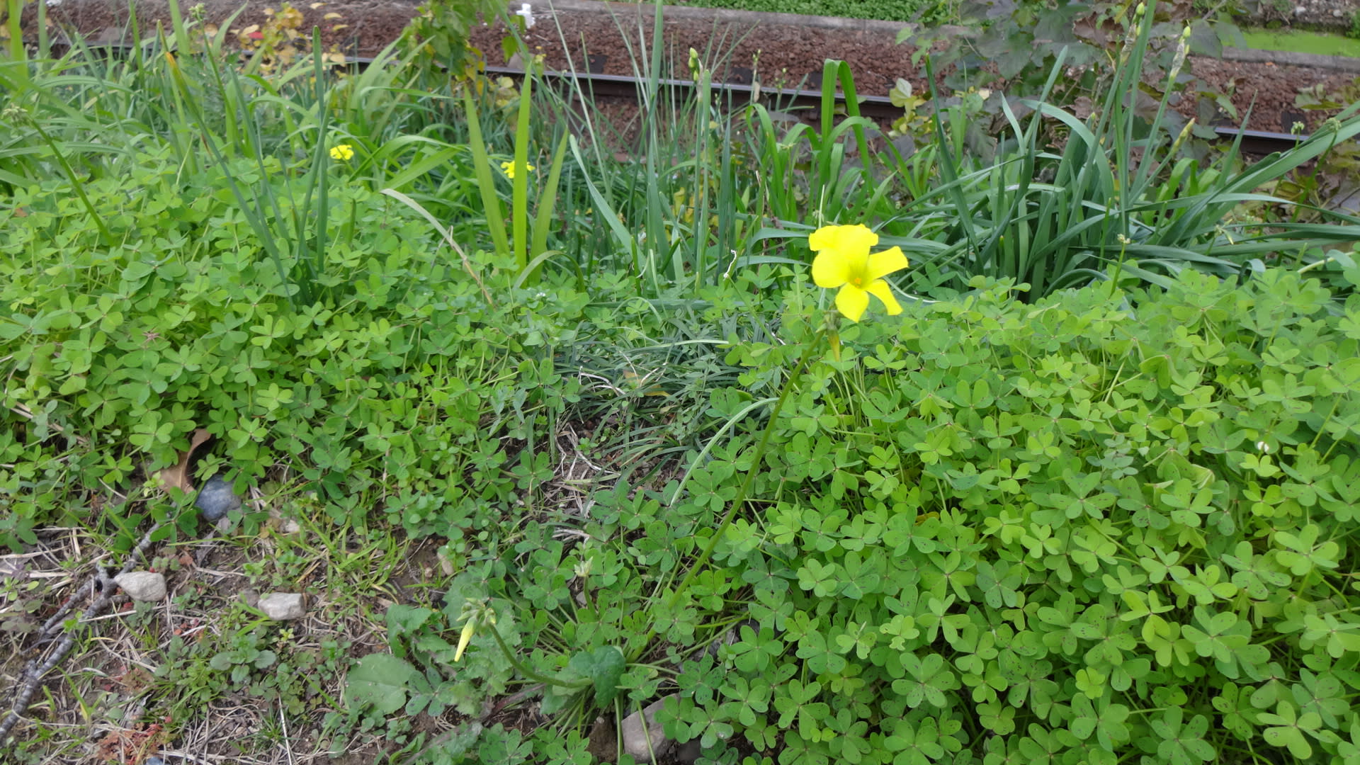 野に咲く冬の可憐な花 オオキバナカタバミ ワインバーでのひととき